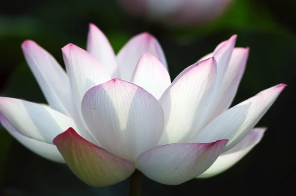 Lótus flor e planta — Fotografia de Stock