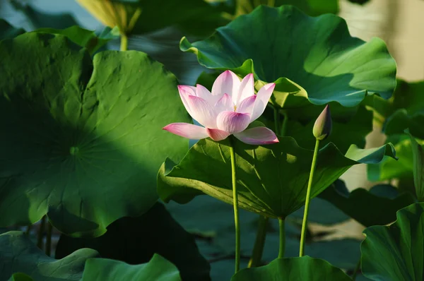 Lótus flor e planta — Fotografia de Stock