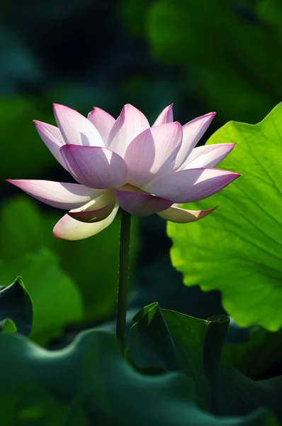 Lótus flor e planta — Fotografia de Stock