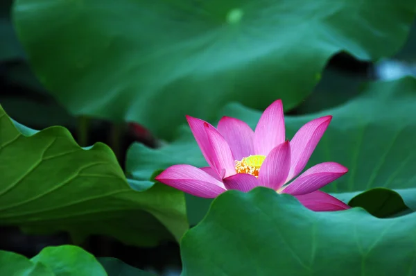 Flor de loto y planta — Foto de Stock