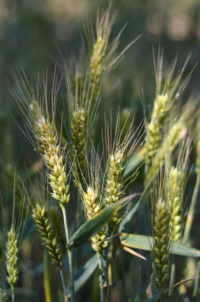 Campo de trigo — Foto de Stock