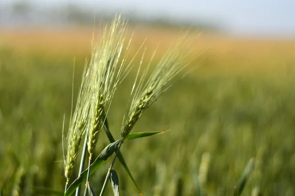 Campo de trigo — Fotografia de Stock