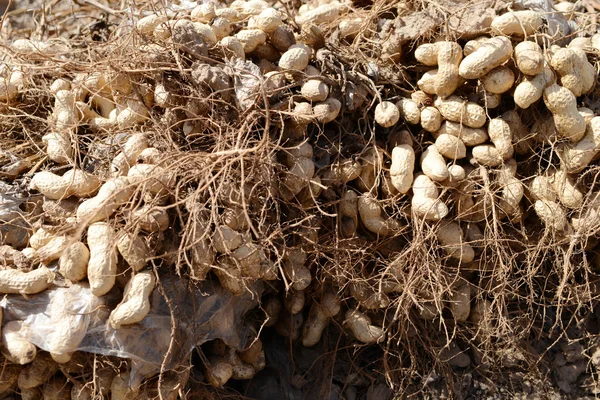 Molte arachidi appena scavate con radici — Foto Stock