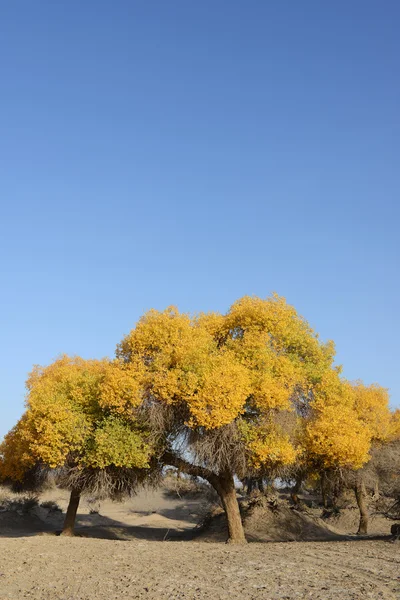 秋天的金树 — 图库照片