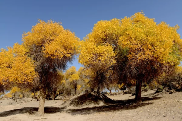 Золотые деревья осенью — стоковое фото