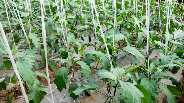Aubergine i ett växthus — Stockfoto