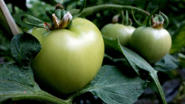 Grøn tomat i et drivhus - Stock-foto