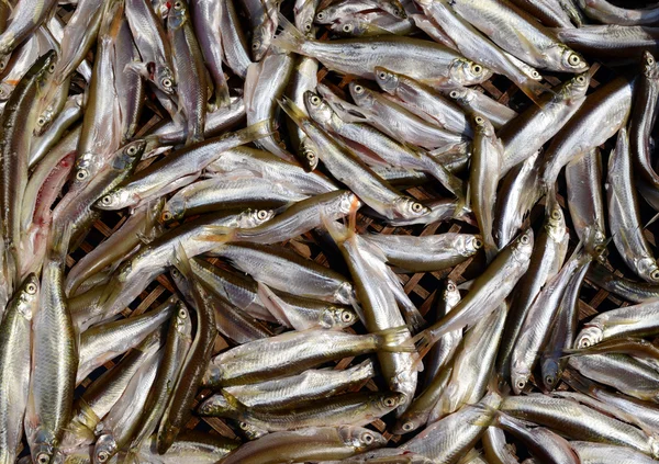 Piccolo fondo di pesce fresco in un mercato — Foto Stock