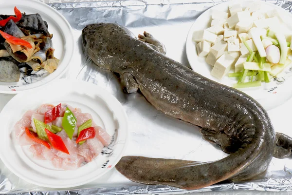 Китайська кухня: гігантська саламандра Ліцензійні Стокові Фото