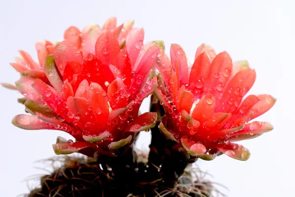 Hermosas flores de cactus gymnocalycium —  Fotos de Stock