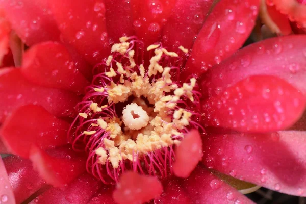 Bella ginnastica cactus fiore macro — Foto Stock