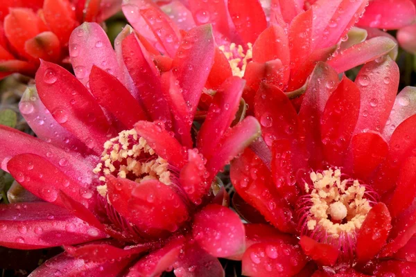 Hermosas flores de cactus gymnocalycium —  Fotos de Stock