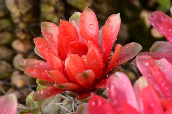 Bellissimi fiori di cactus da ginnastica — Foto Stock
