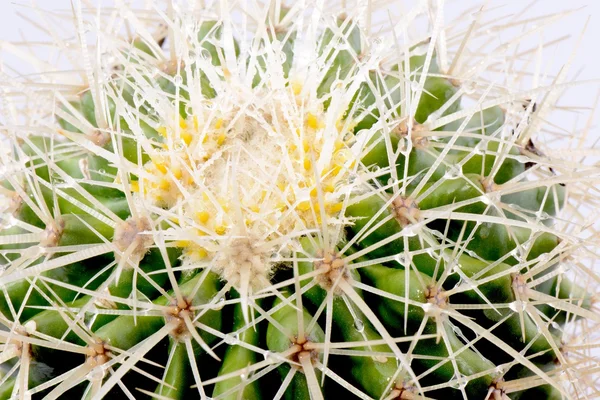Kaktus zbliżenie — Zdjęcie stockowe