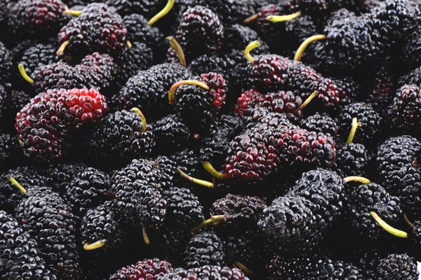 Closeup of many mulberry fruits — Stock Photo, Image