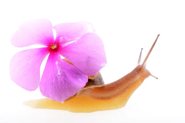 Snail with a purple flower — Stock Photo, Image