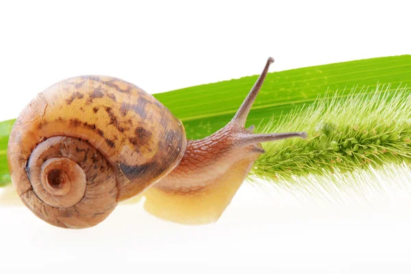 Caracol em uma folha verde — Fotografia de Stock