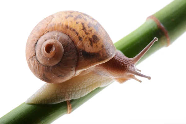 Snail on a green bamboo stem — Stock Photo, Image