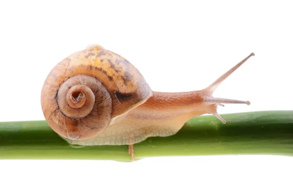 Snail on a green bamboo stem — Stock Photo, Image