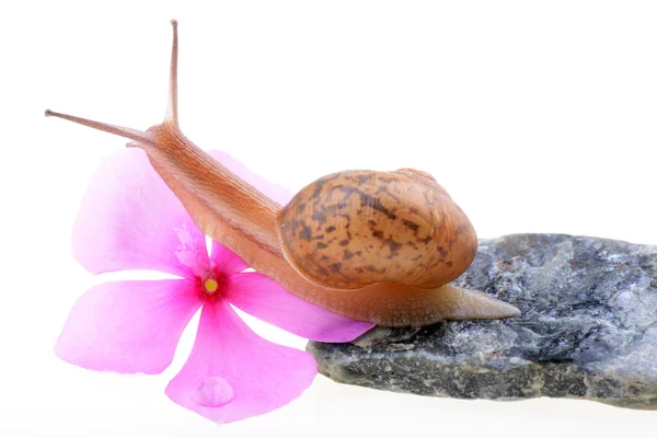 보라색 꽃과 달팽이 — 스톡 사진