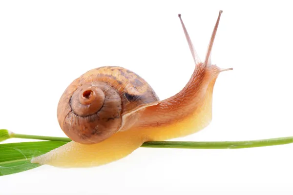 Escargot sur une feuille verte Photos De Stock Libres De Droits