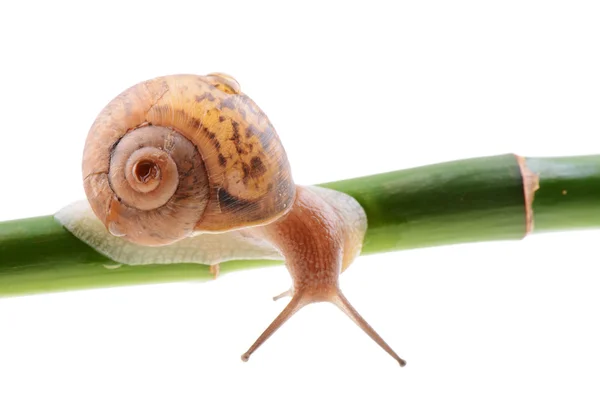 竹青茎上的蜗牛 免版税图库照片