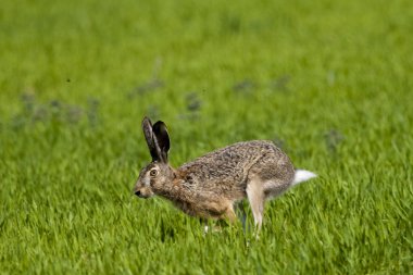 Hare running clipart