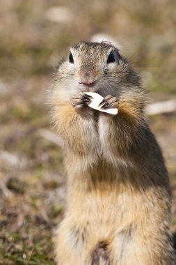 Avrupa kara squirell