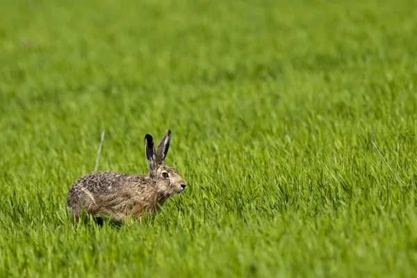 Lepre sul campo verde — Foto Stock