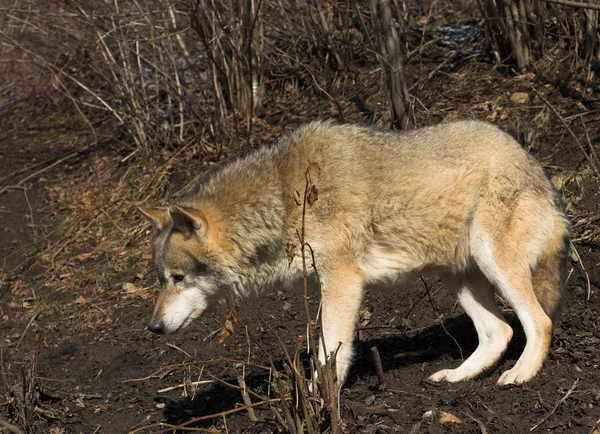 Grauer Wolf im Herbst — Stockfoto