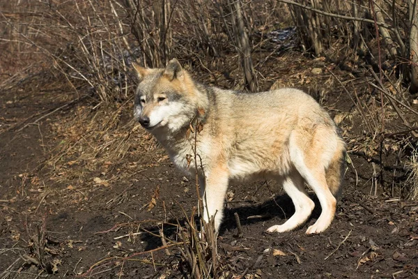 Grey Wolf in Autumn — Stock Photo, Image