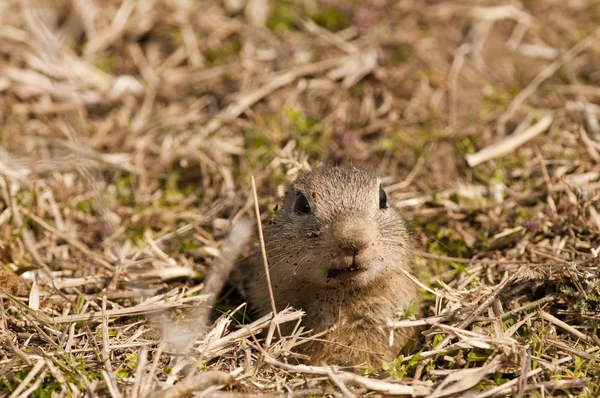 Europese grond squirell of souslik portret — Stockfoto