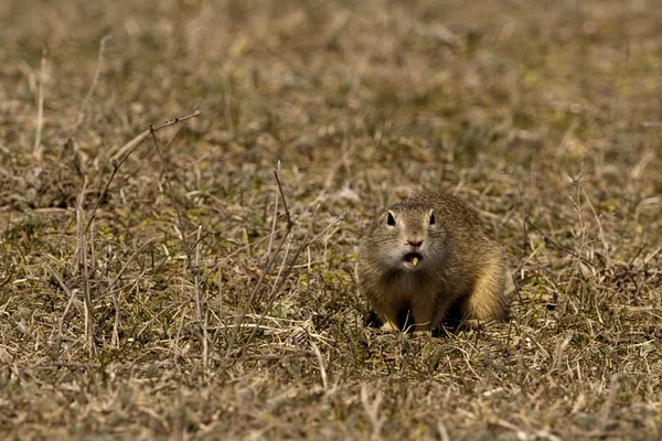 Souslik or European Ground Squirrel — Stock Photo, Image