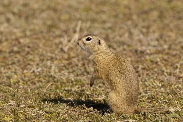 Souslik ou écureuil terrestre européen — Photo