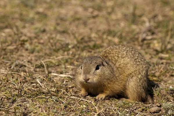 European Ground Squirrel — Stock Photo, Image