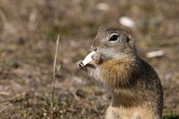 European Ground Squirrel — Stock Photo, Image