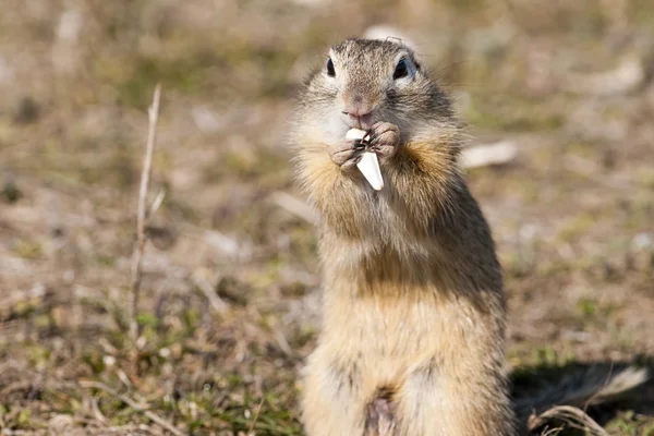 European Ground Squirrel — Stock Photo, Image