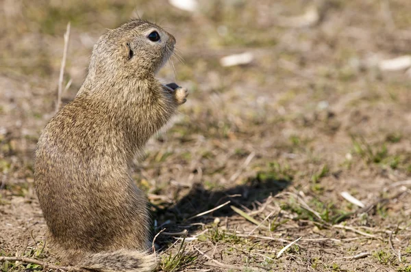 Gopher, Souslik, Ground Squirrel — Stock Photo, Image