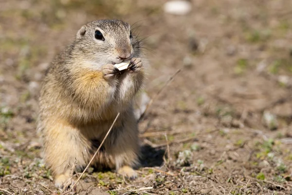 European Ground Squirrel — Stock Photo, Image