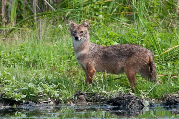 Gyllene schakal — Stockfoto