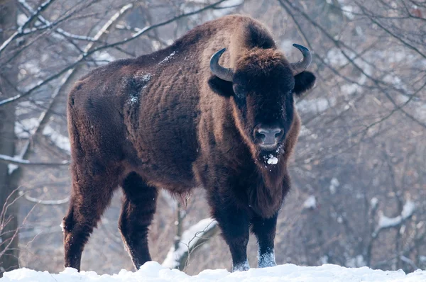 European Bison (Bison bonasus), male, looking in Winter — Stock Photo, Image