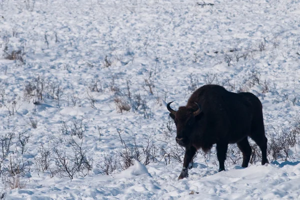 Male of European Bison (Bison bonasus) in Winter — Stock Photo, Image