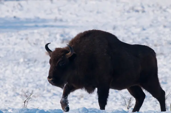 Bărbat de zimbru european (Bison bonasus) în timpul iernii — Fotografie, imagine de stoc