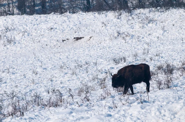 European Bison (Bison bonasus) walking on Snow — Stock Photo, Image