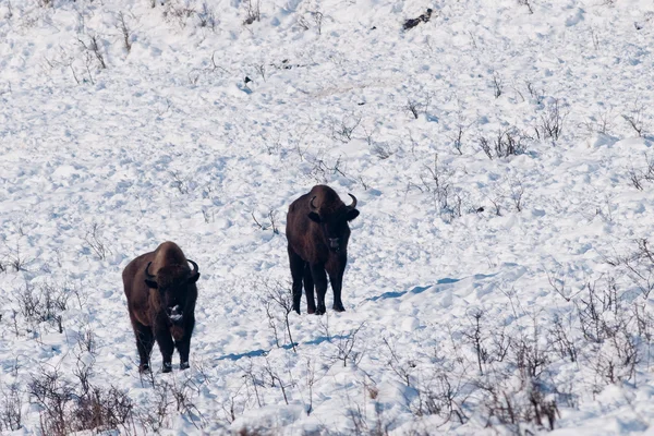 Two European Bisons Looking — Stock Photo, Image