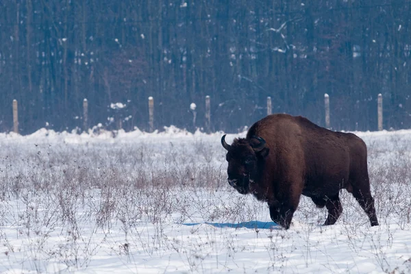 European Bison (Bison bonasius) in Winter — Stock Photo, Image