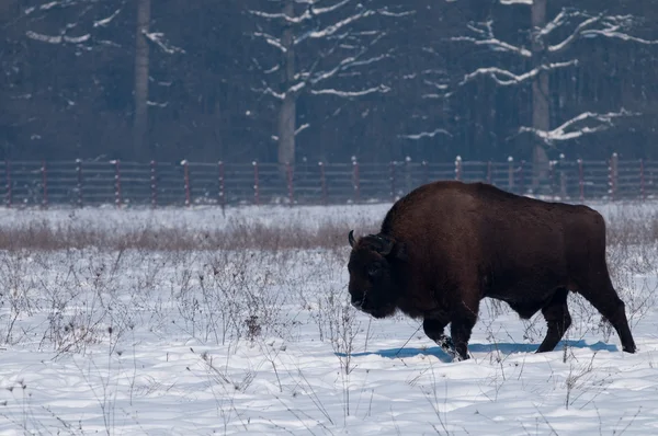Europese bizon (Bison bonasius) in de Winter — Stockfoto