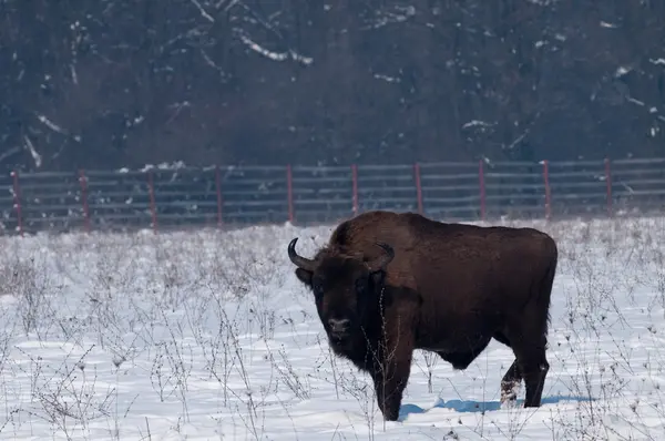 European Bison (Bison bonasius) in Winter — Stock Photo, Image