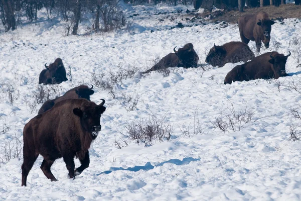 Herd of European Bison (Bison bonasus) resting — Stock Photo, Image