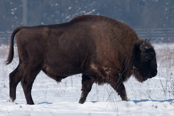 Zubr evropský (Bison bonasius) v zimě — Stock fotografie